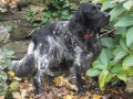 Setter Anglais DÉKA DES SENTIERS DE LA MARGERIDE Setter Anglais DÉKA DES SENTIERS DE LA MARGERIDE